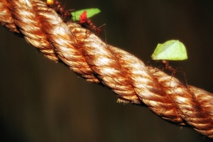 The Wisdom of an Ant