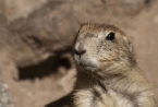 How Much Wood Could a Woodchuck Chuck ...