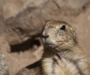 How Much Wood Could a Woodchuck Chuck ...